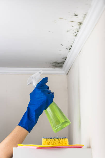 Professional Mold Remediation in Timnath, CO